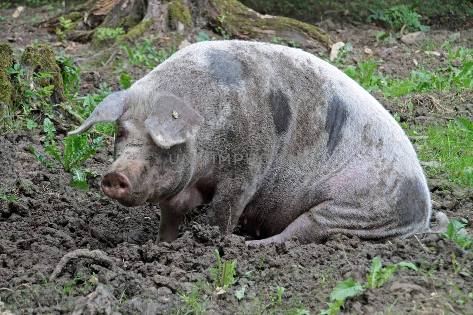 Bentheim country pig