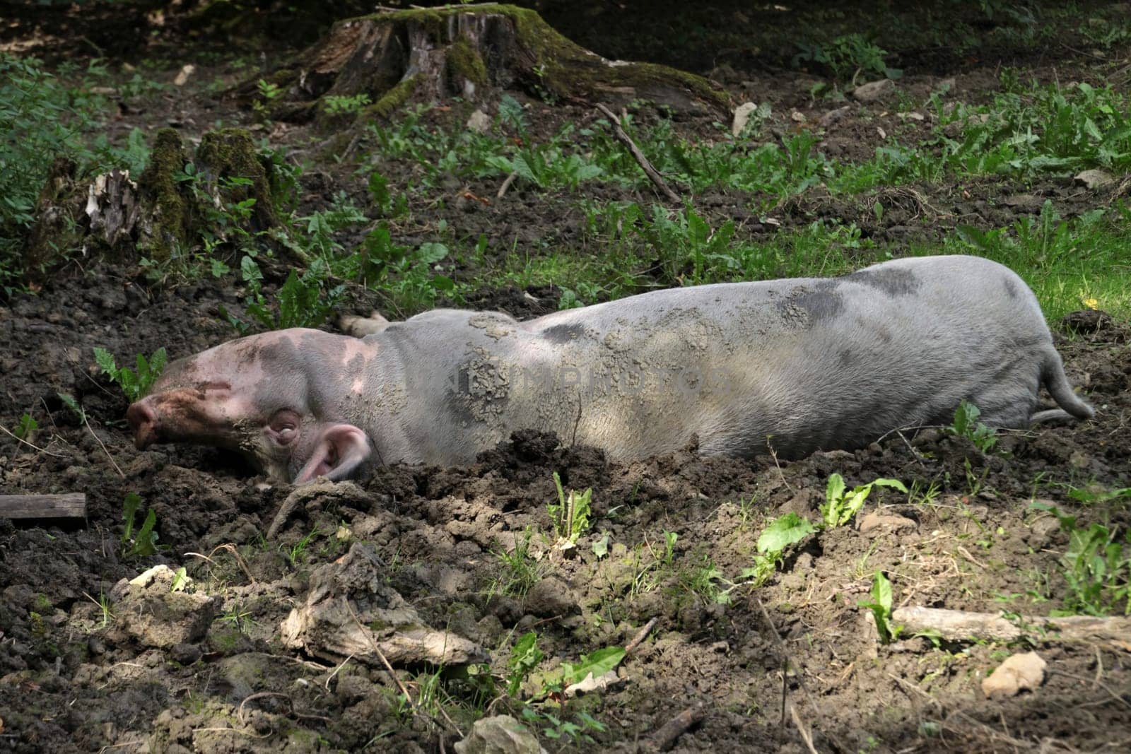 Bentheimer Landschwein