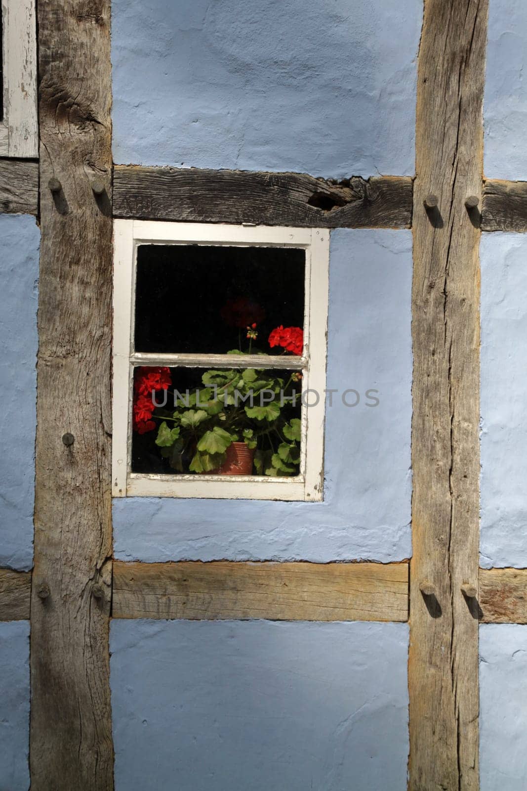 Window with geraniums