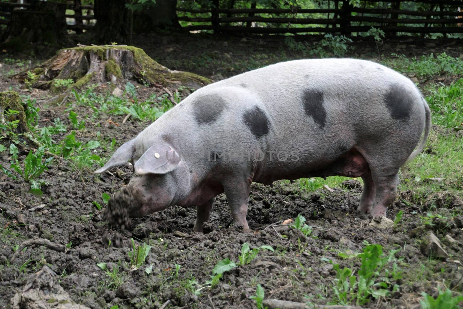 Bentheim country pig