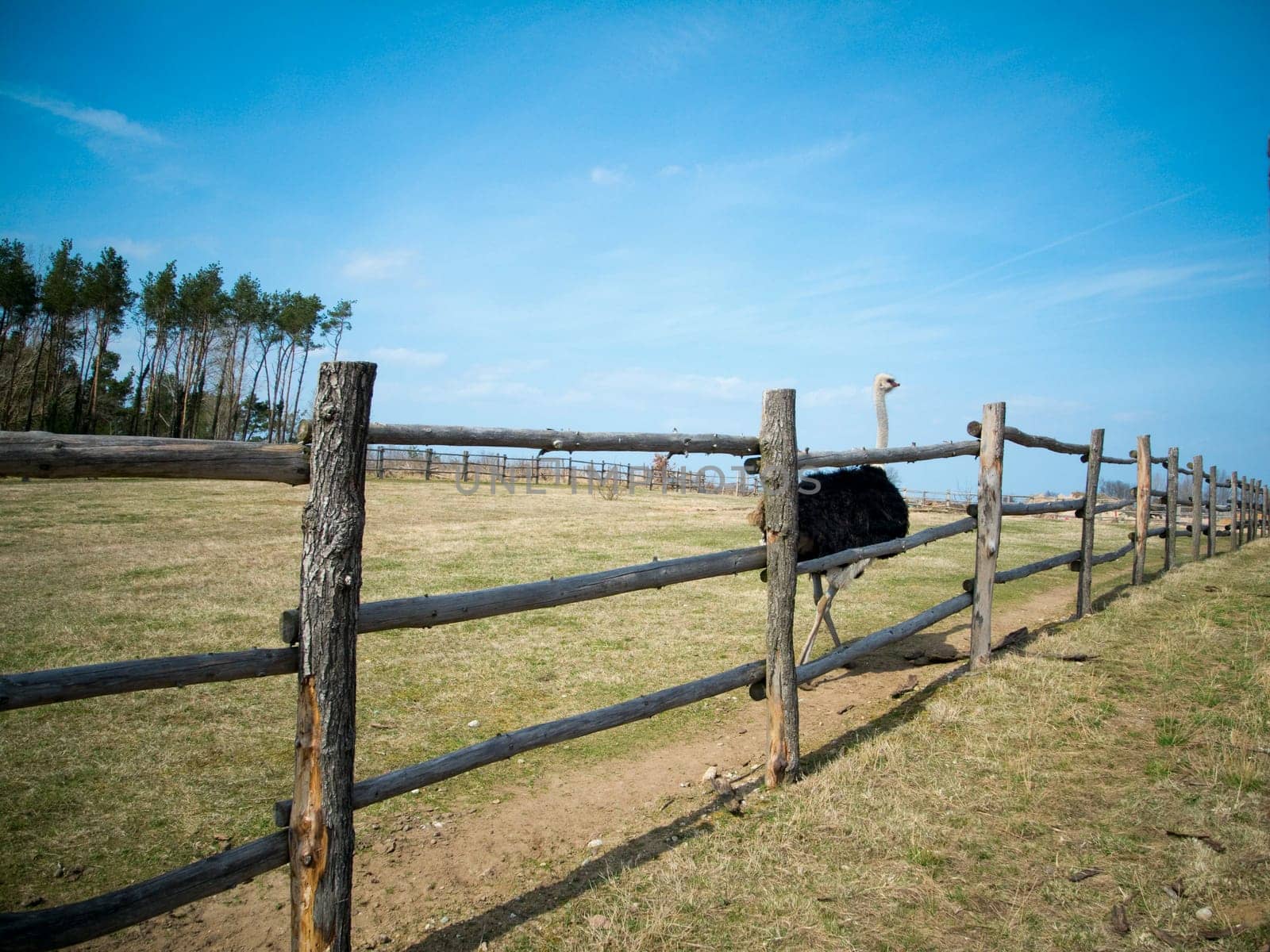 single male ostrich in the enclosure of an ostrich farm under blue sky in summer