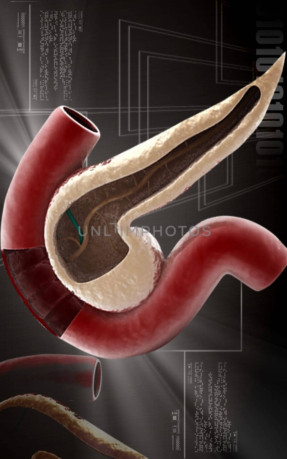 Digital illustration of pancreas in colour background