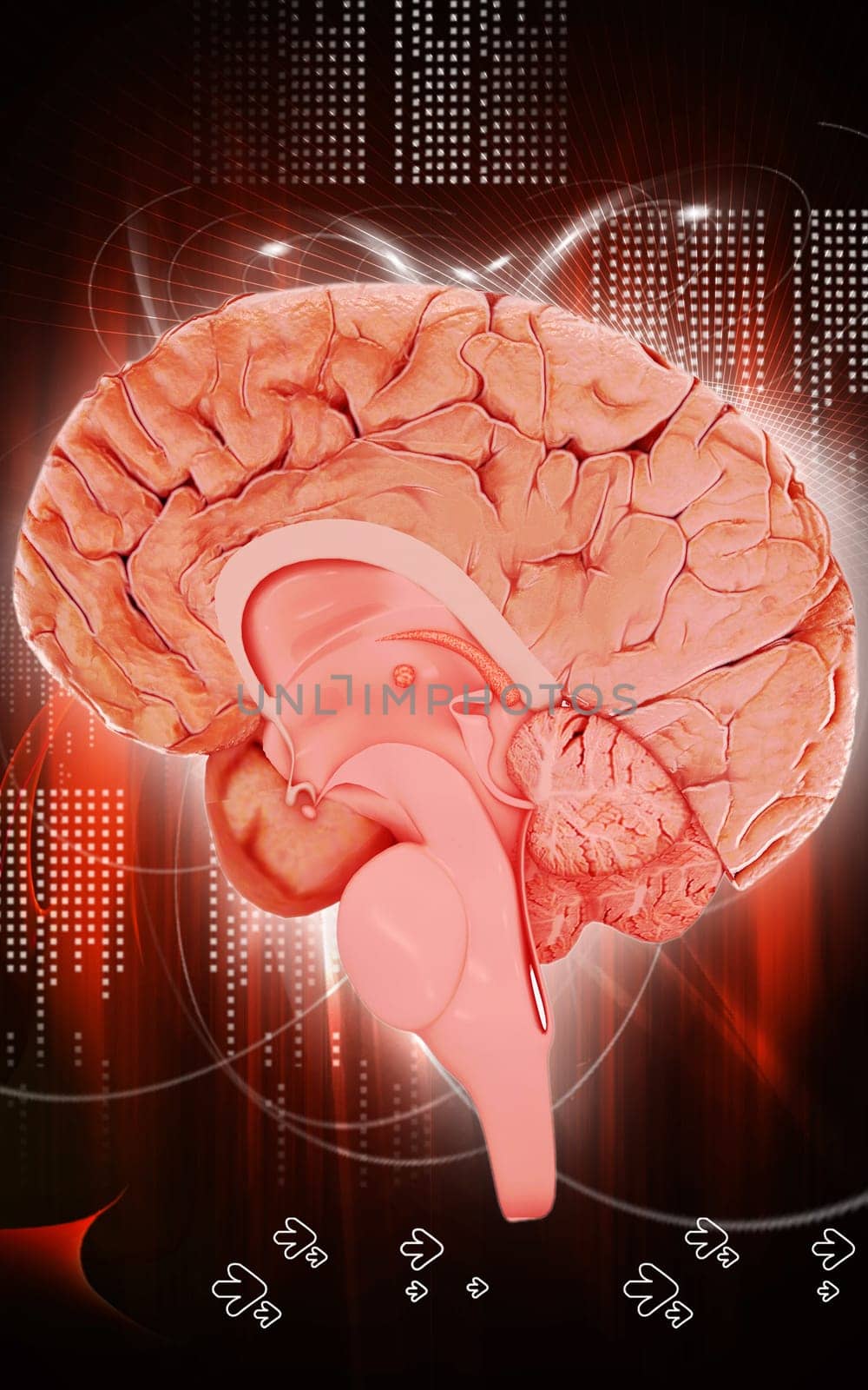 Digital illustration of brain in colour background