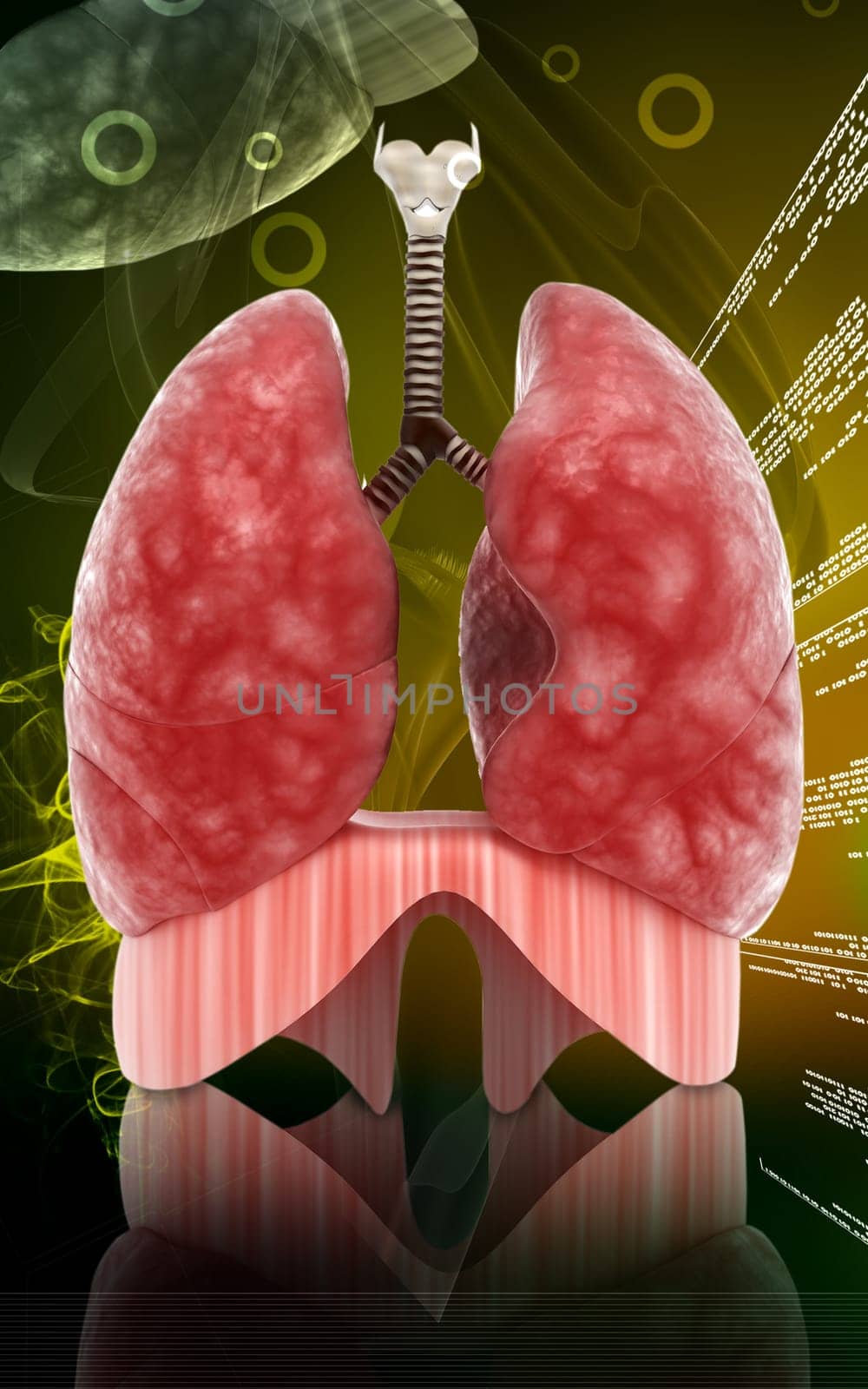 Digital illustration of human lungs in colour background