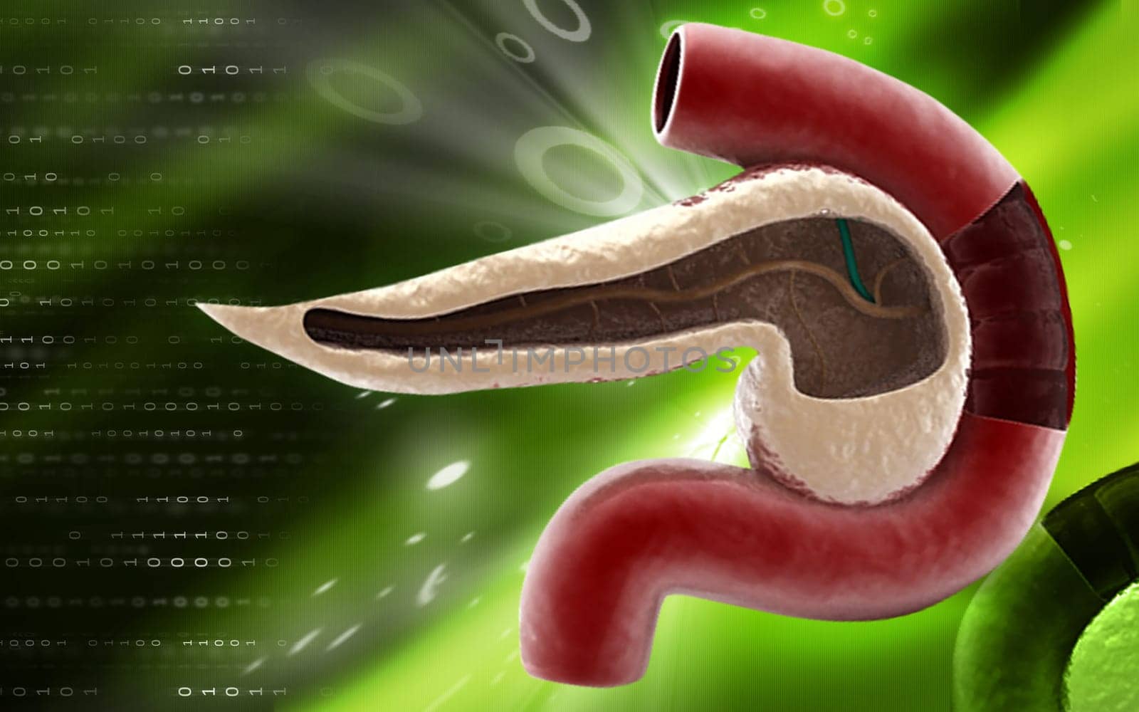 Digital illustration of pancreas in colour background
