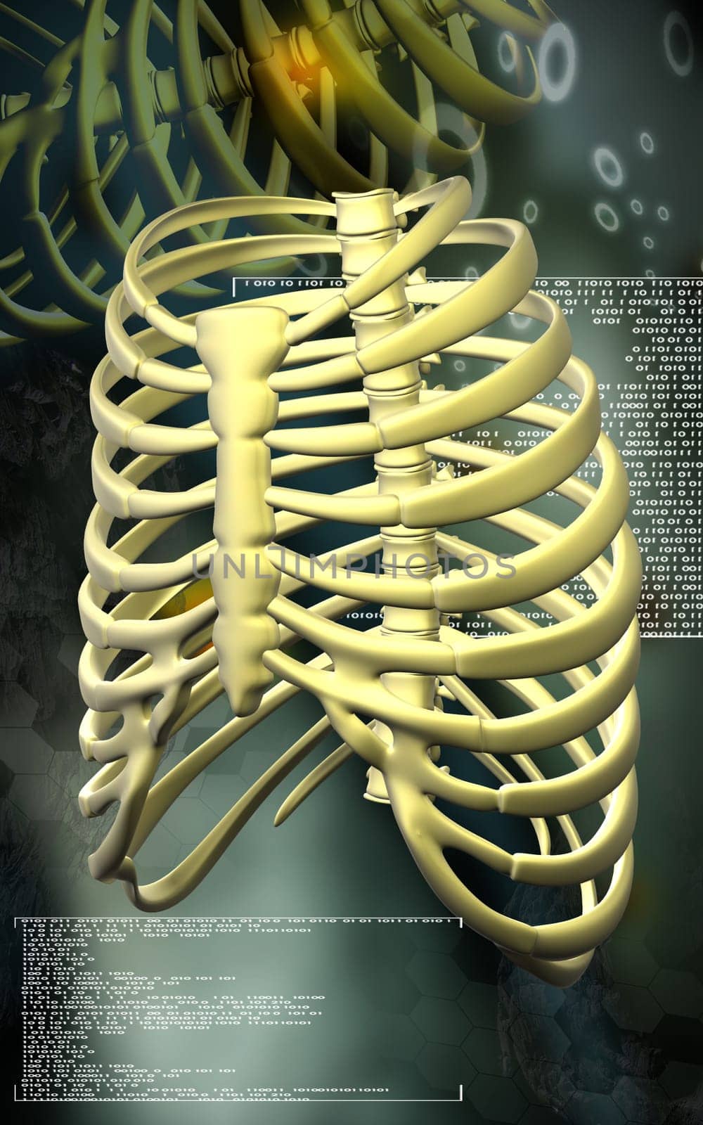 Digital illustration of rib cage in colour background