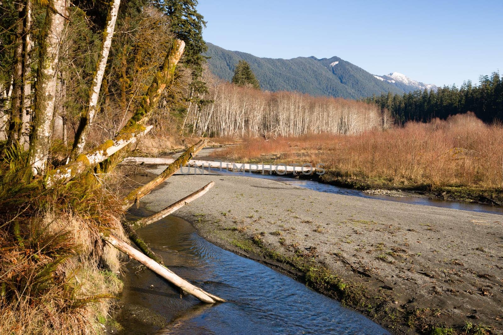 The leaves have all left the trees in wintertime on the Hoh River