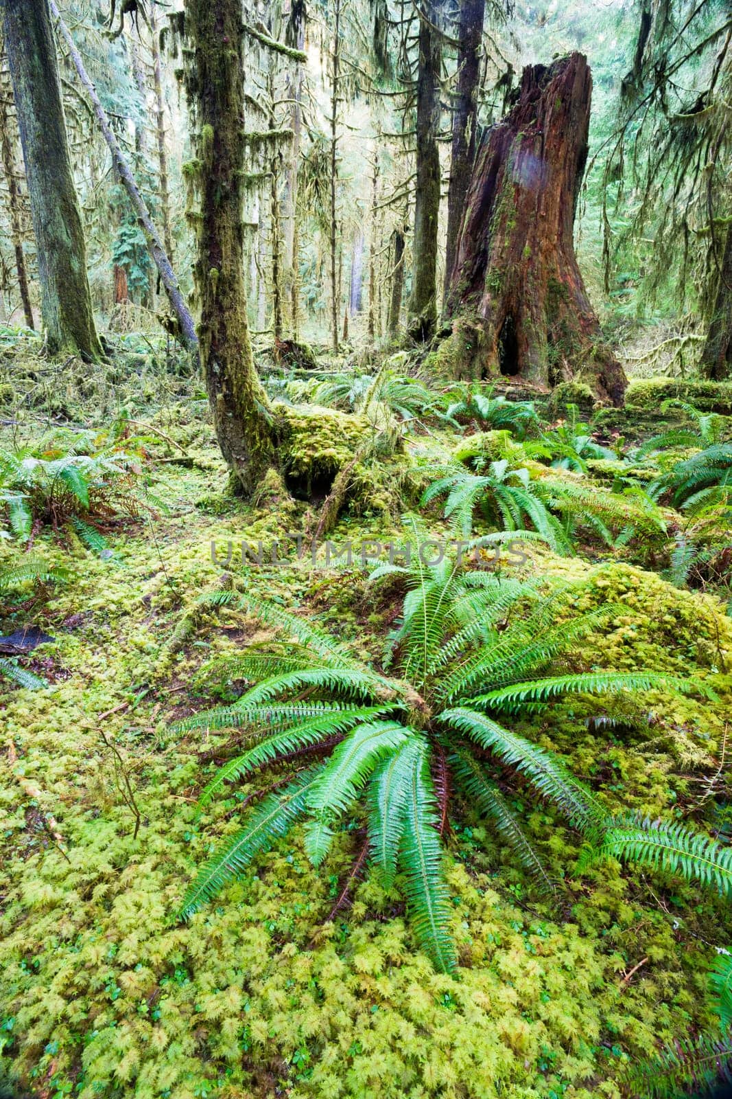 Trees growing in a tight pattern in a dense moss covered forest