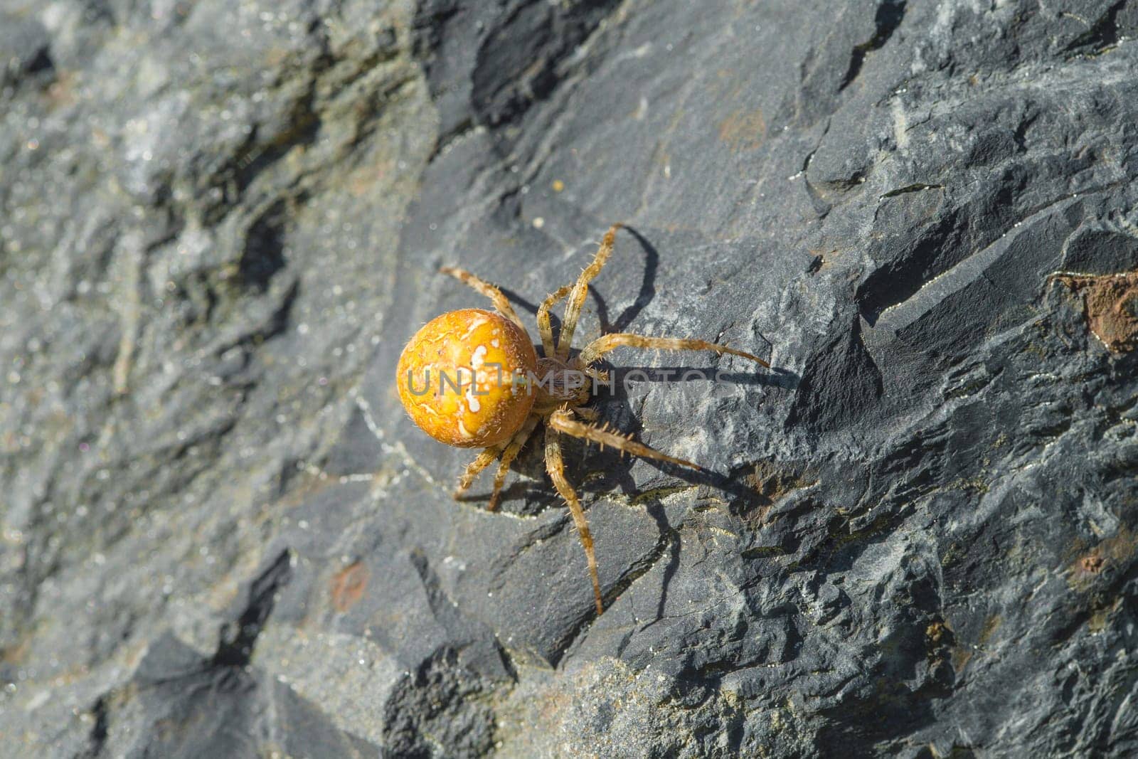 yellow cross spider