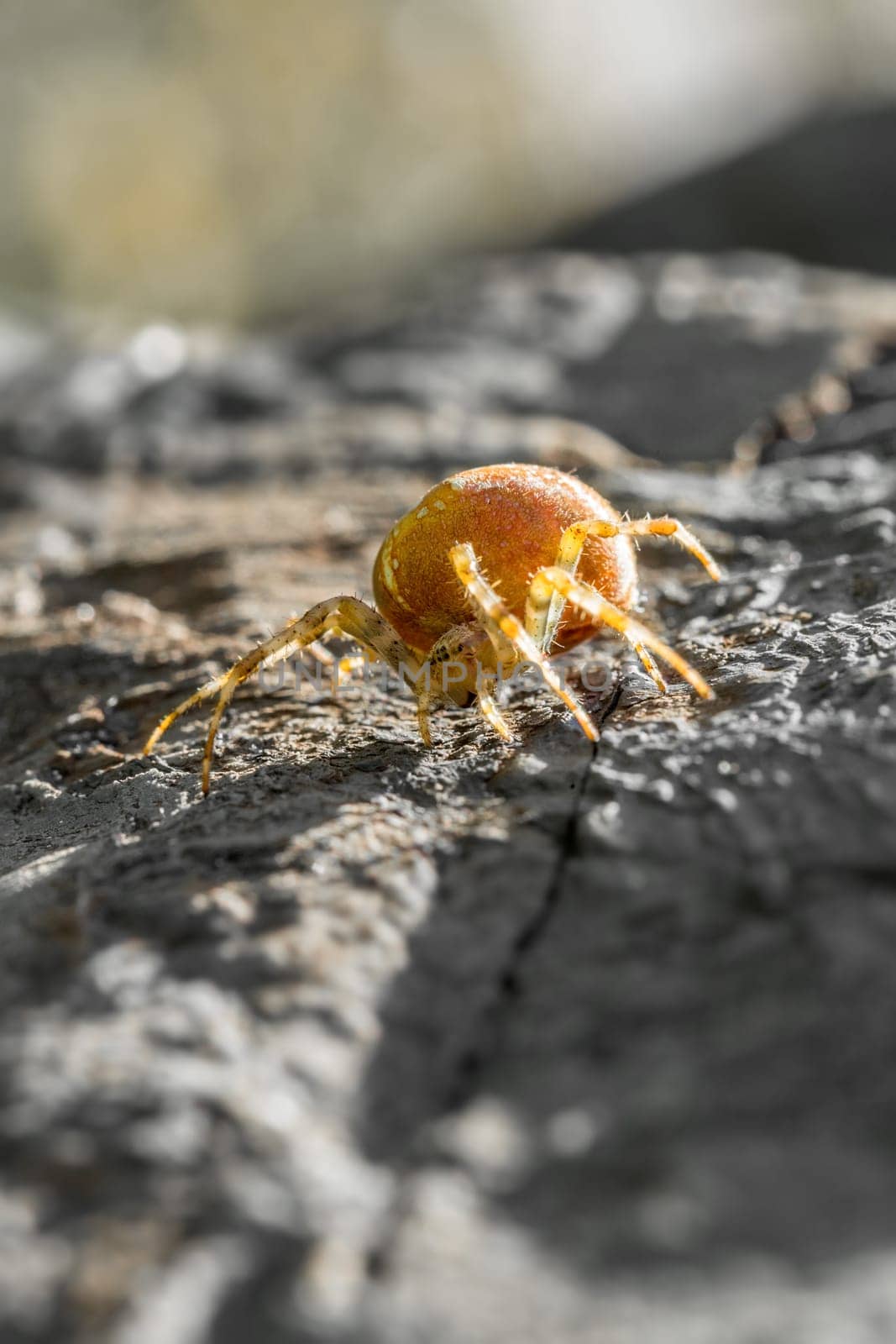yellow cross spider