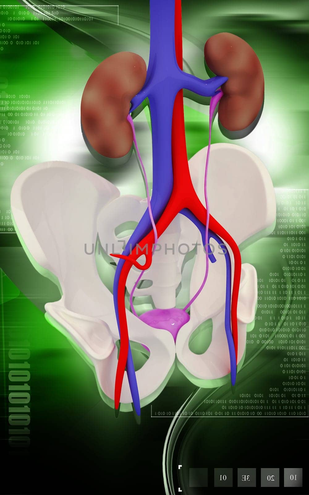 Digital illustration of Kidney and Pelvic girdle in colour background