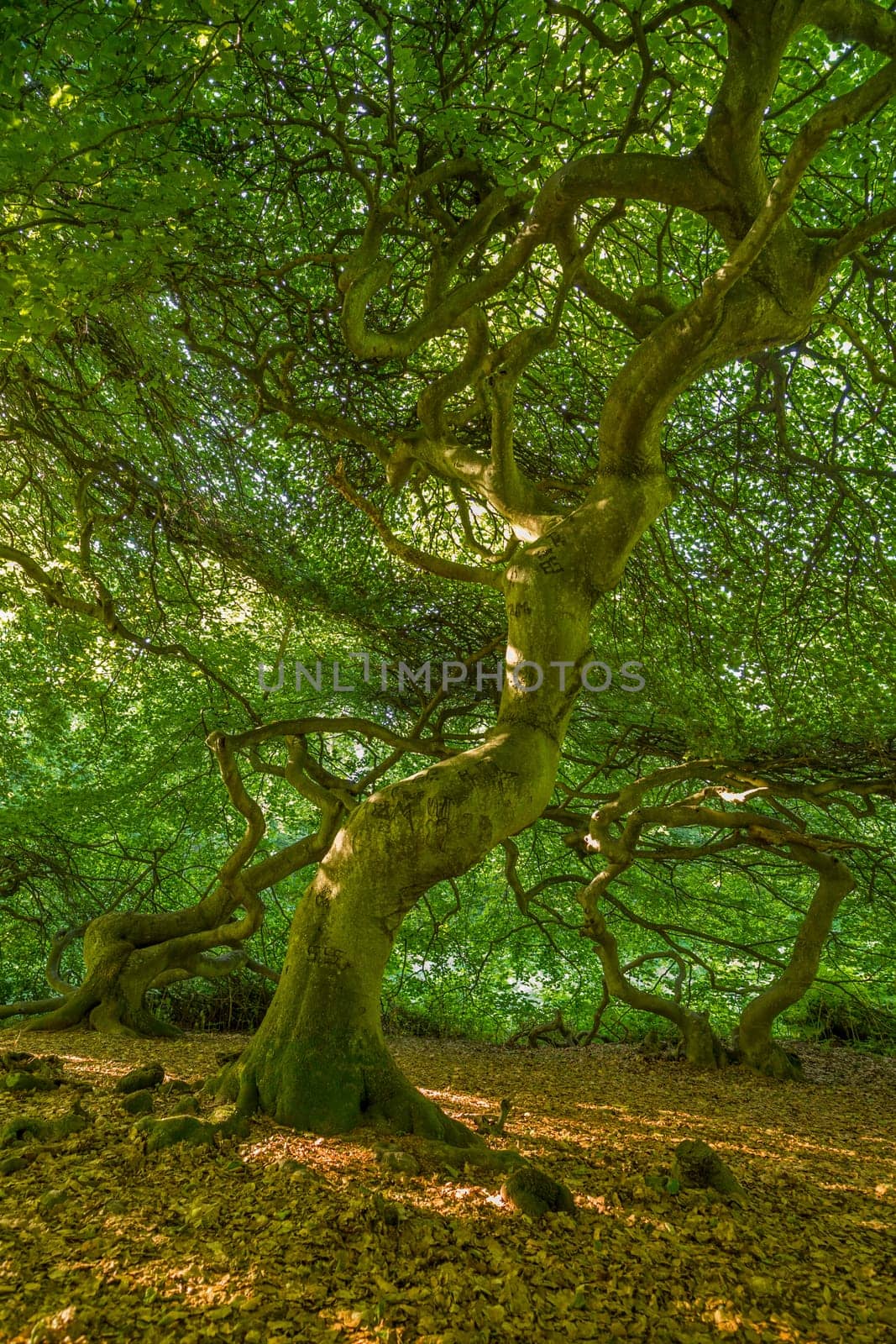 Witches' Forest