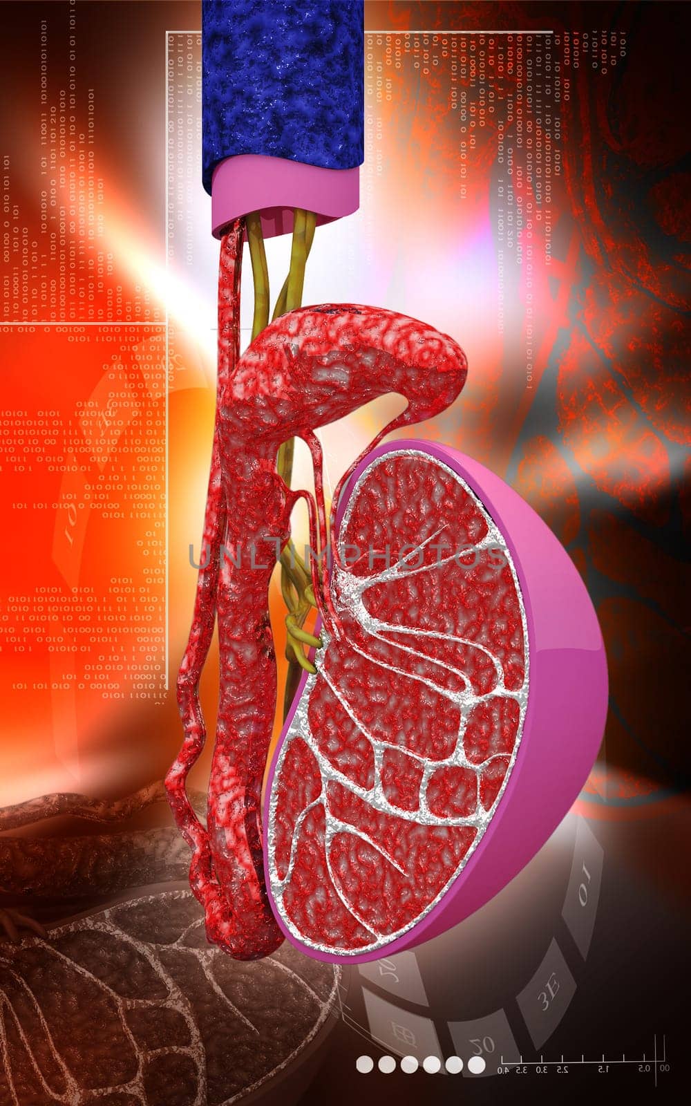 Digital illustration of kidney in colour background