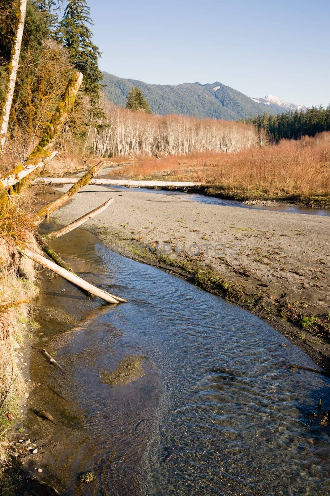 The leaves have all left most of the trees in wintertime on the Hoh River