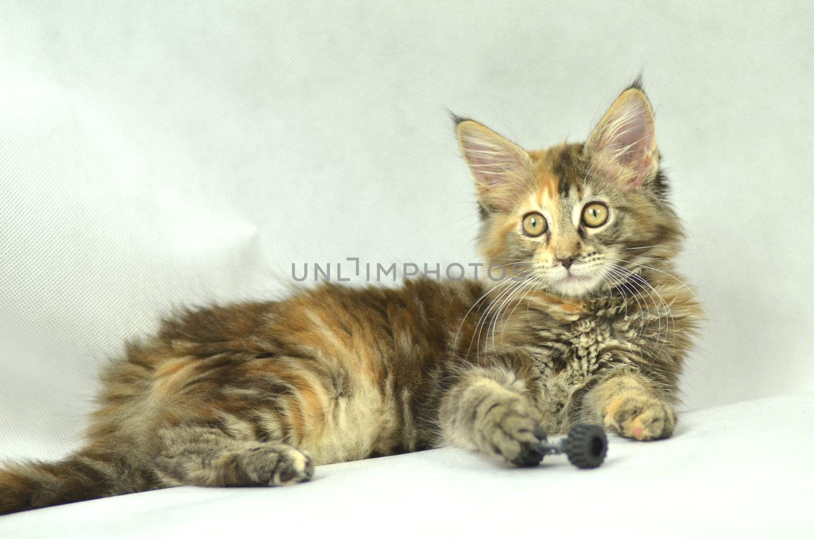 portrait of beautiful young 4 month old maine coon cat