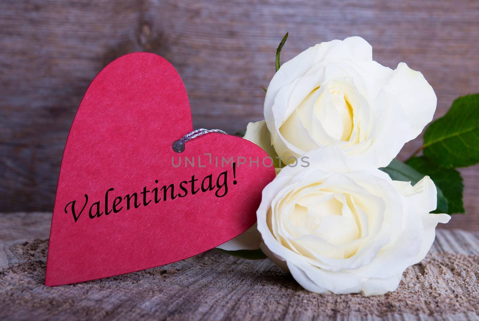 Valentines Background with white Roses and the German Word Valentinstag on it which Means Valentines Day