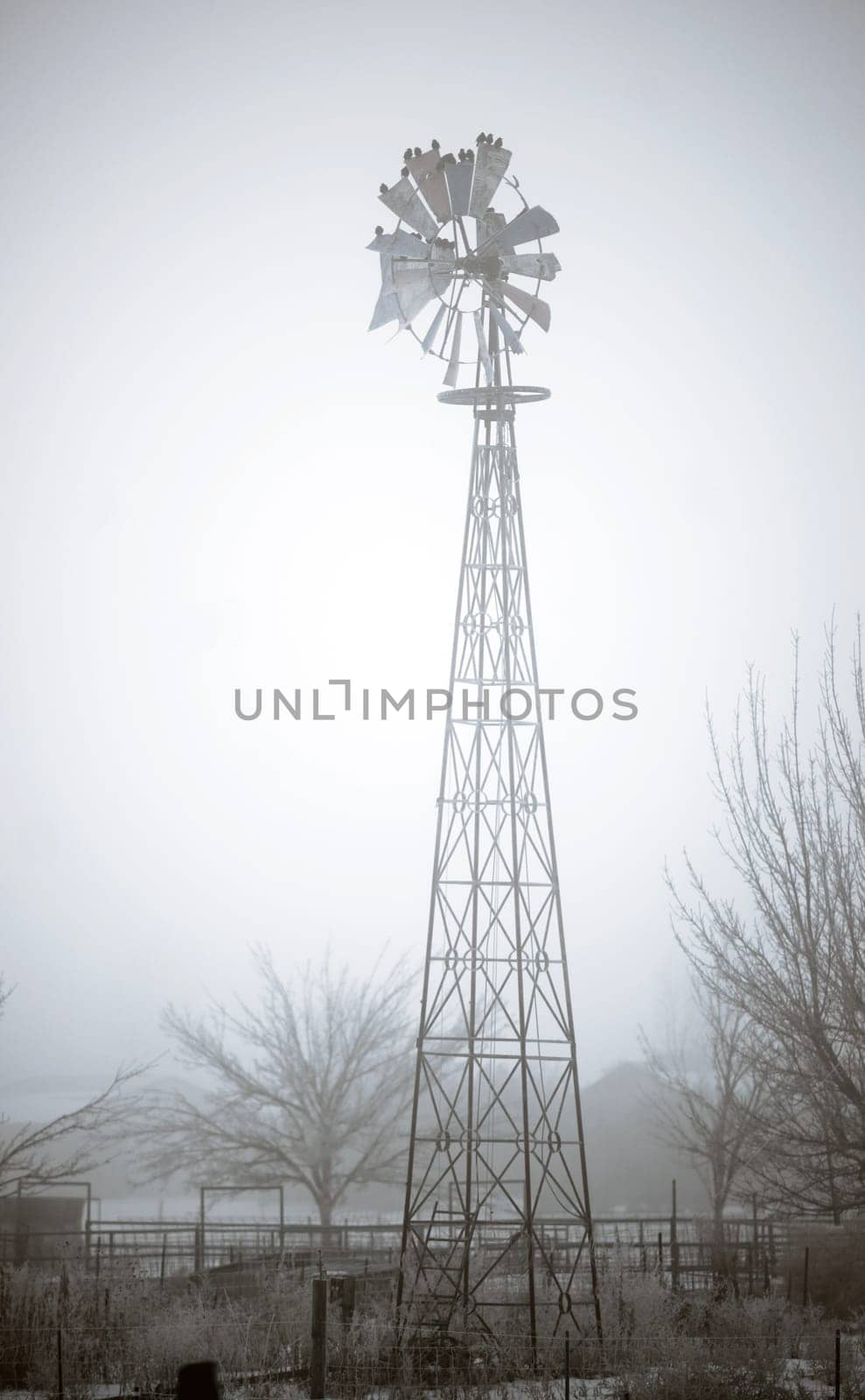 A flock of Birds take a rest on this old ranch windmill