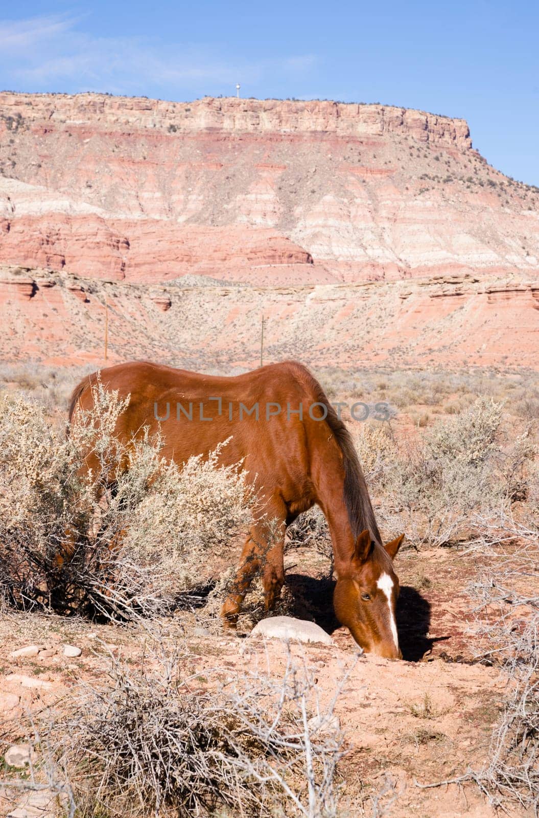 Vertical Composition Scenic Desert Southwest Landscape Animal Livestock Horse Grazing. Look closely you will see straw on this horses back from rolling on the ground just moments before this image was taken.