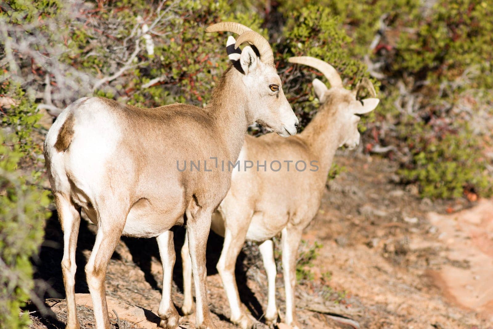 A mountain goat pairforages for food around the mountainside