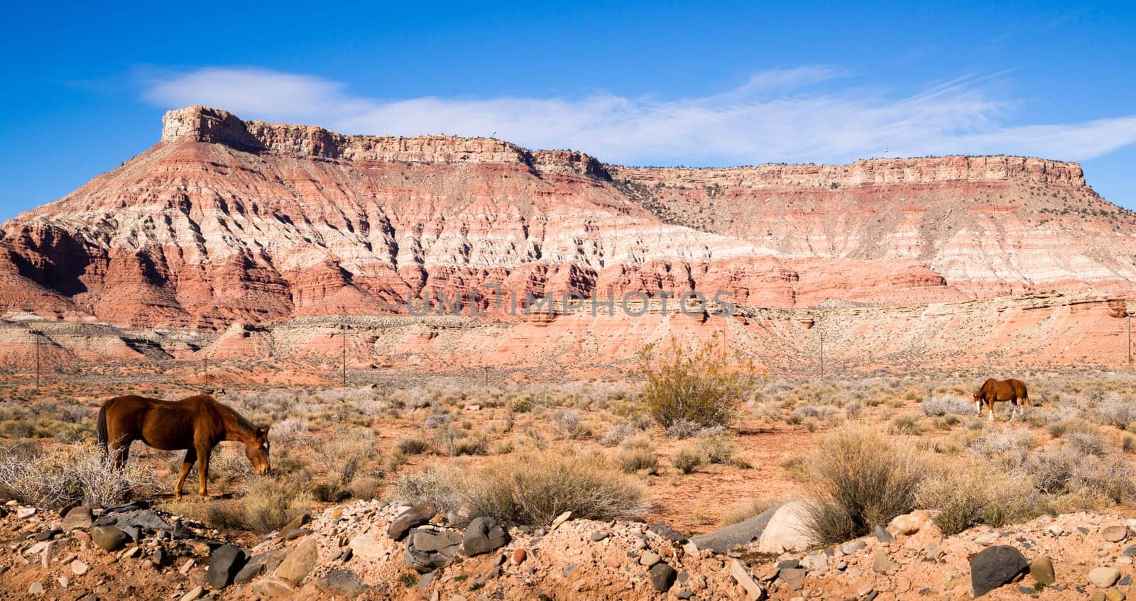 Equestrian livestock grazes here in the southwestern united states