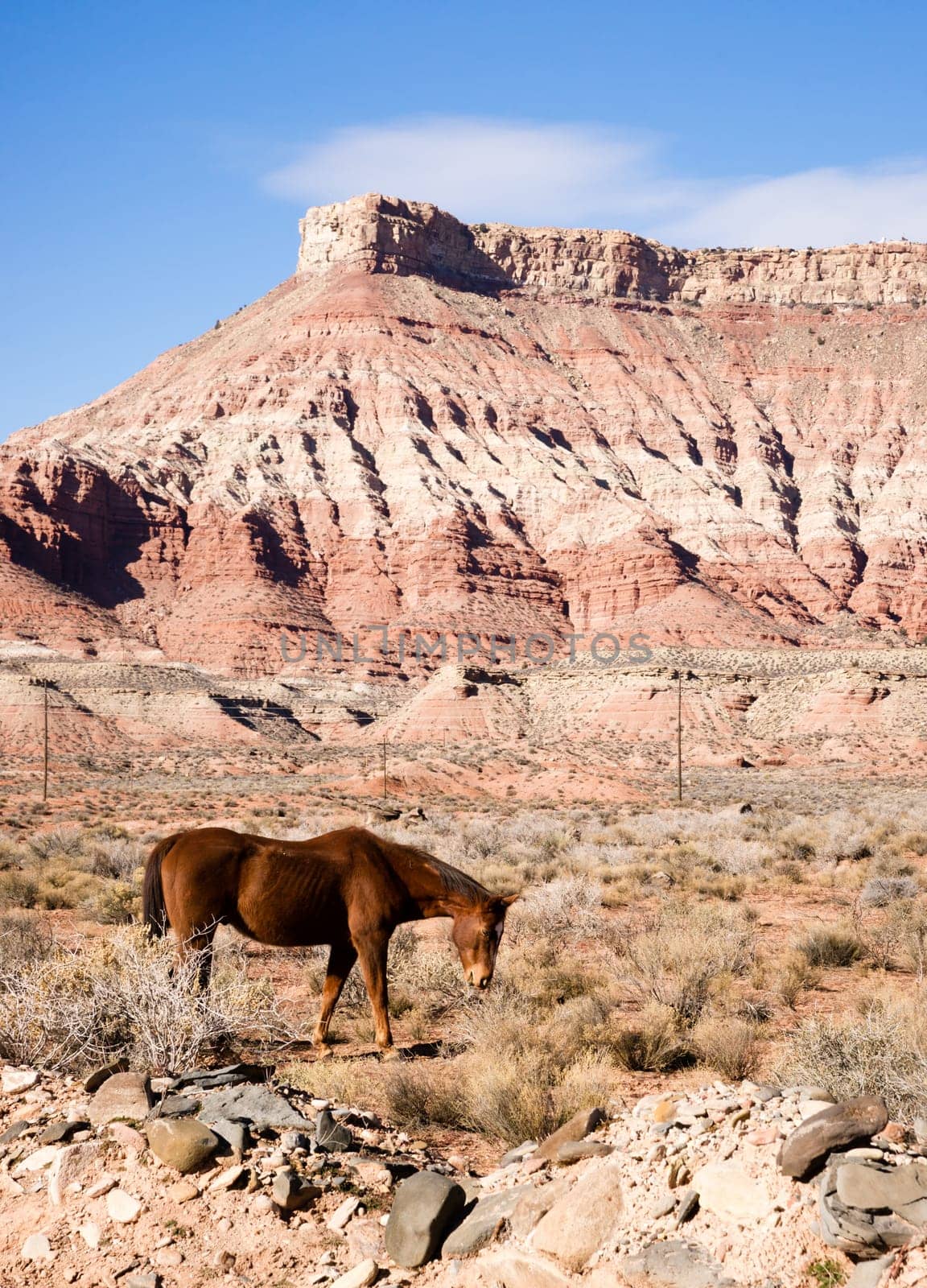 Equestrian livestock grazes here in the southwestern united states