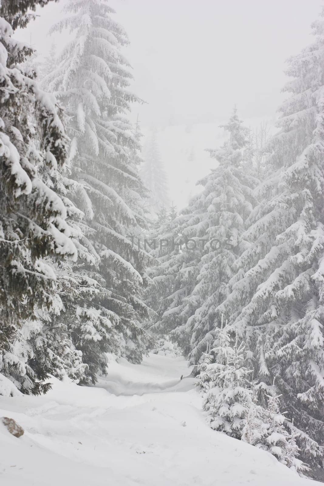 Snow covered winter road