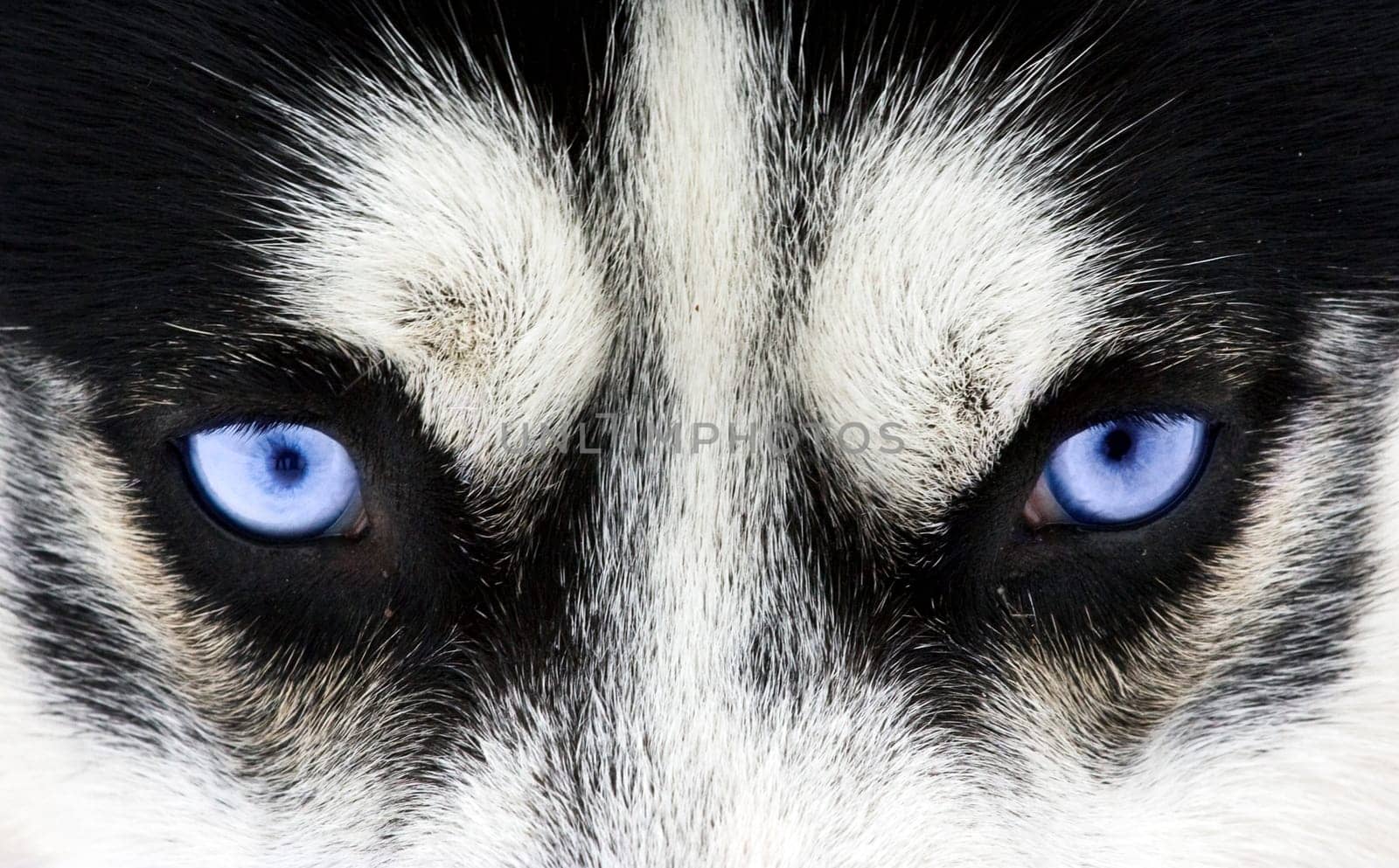Close up on blue eyes of a siberian husky dog