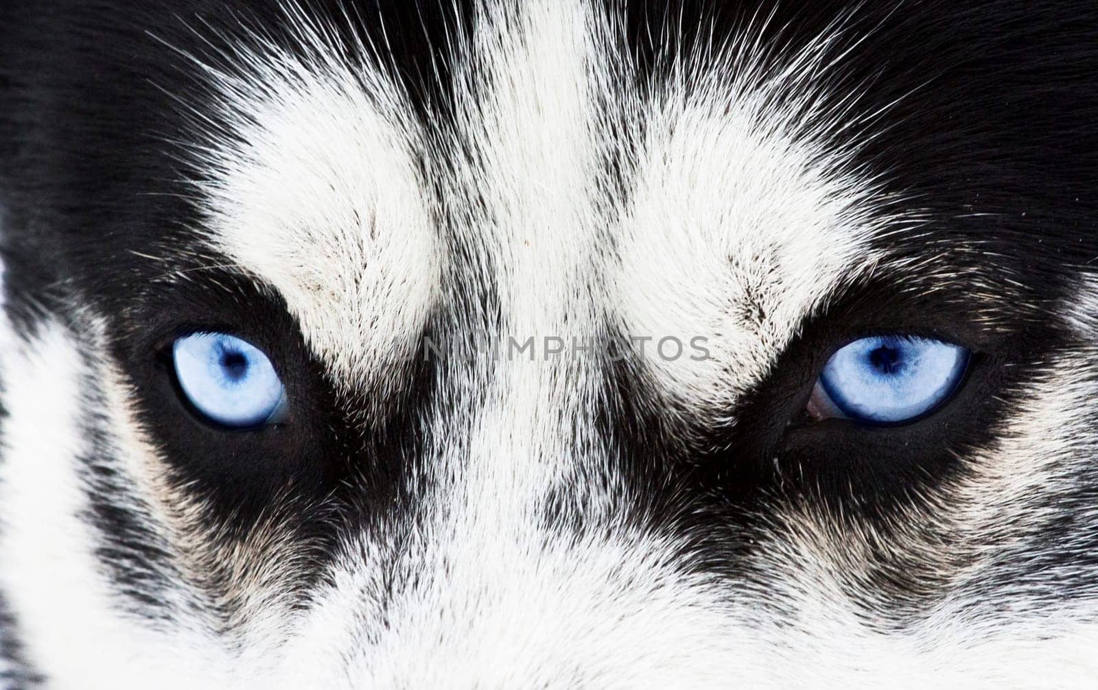 Close up on blue eyes of a siberian husky dog