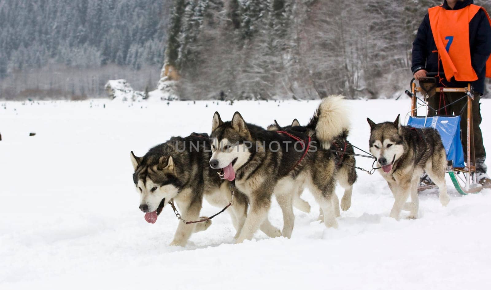 Sled dog race alaskan malamute