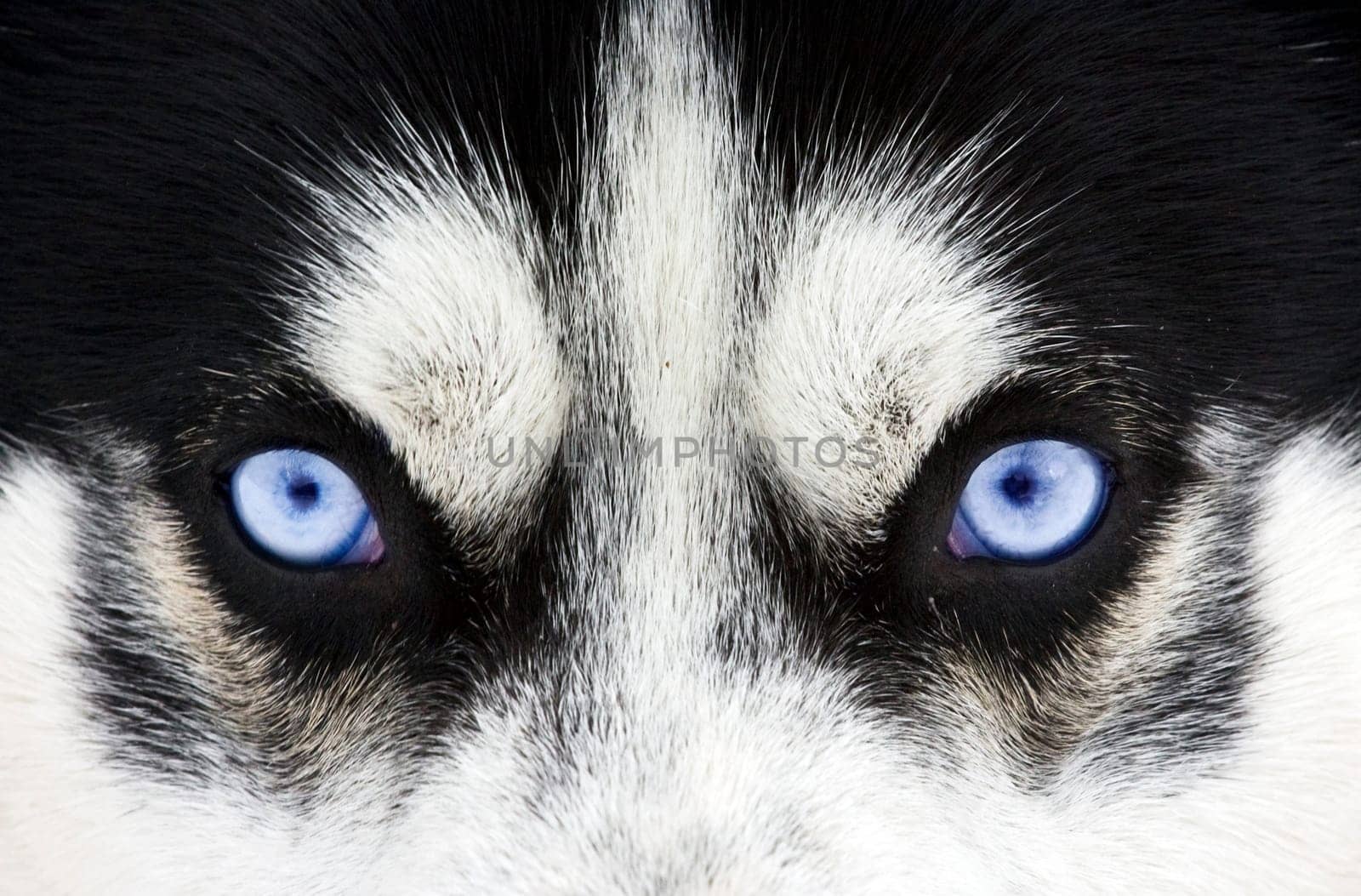 Close up on blue eyes of a siberian husky dog