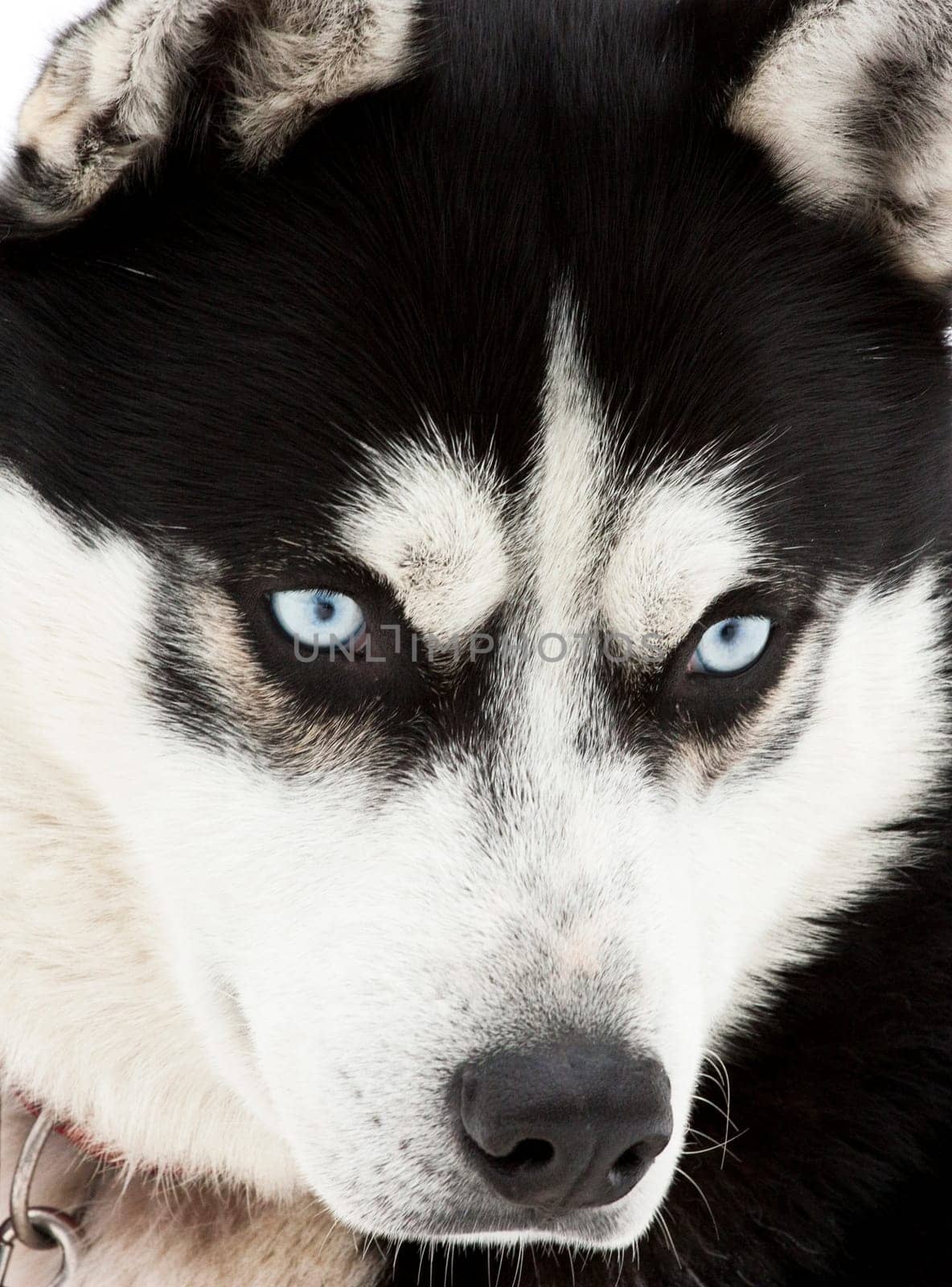 Portrait of a beautiful blue eyed siberian Husky dog