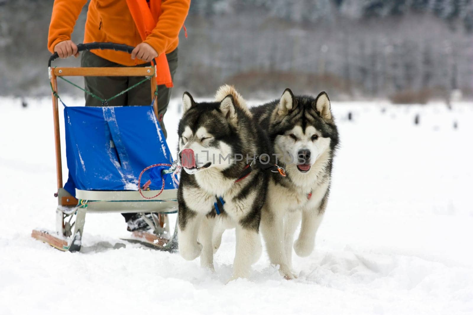 Sled dog race alaskan malamute