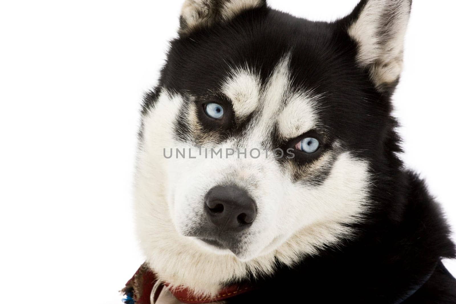 Portrait of a beautiful blue eyed siberian Husky dog