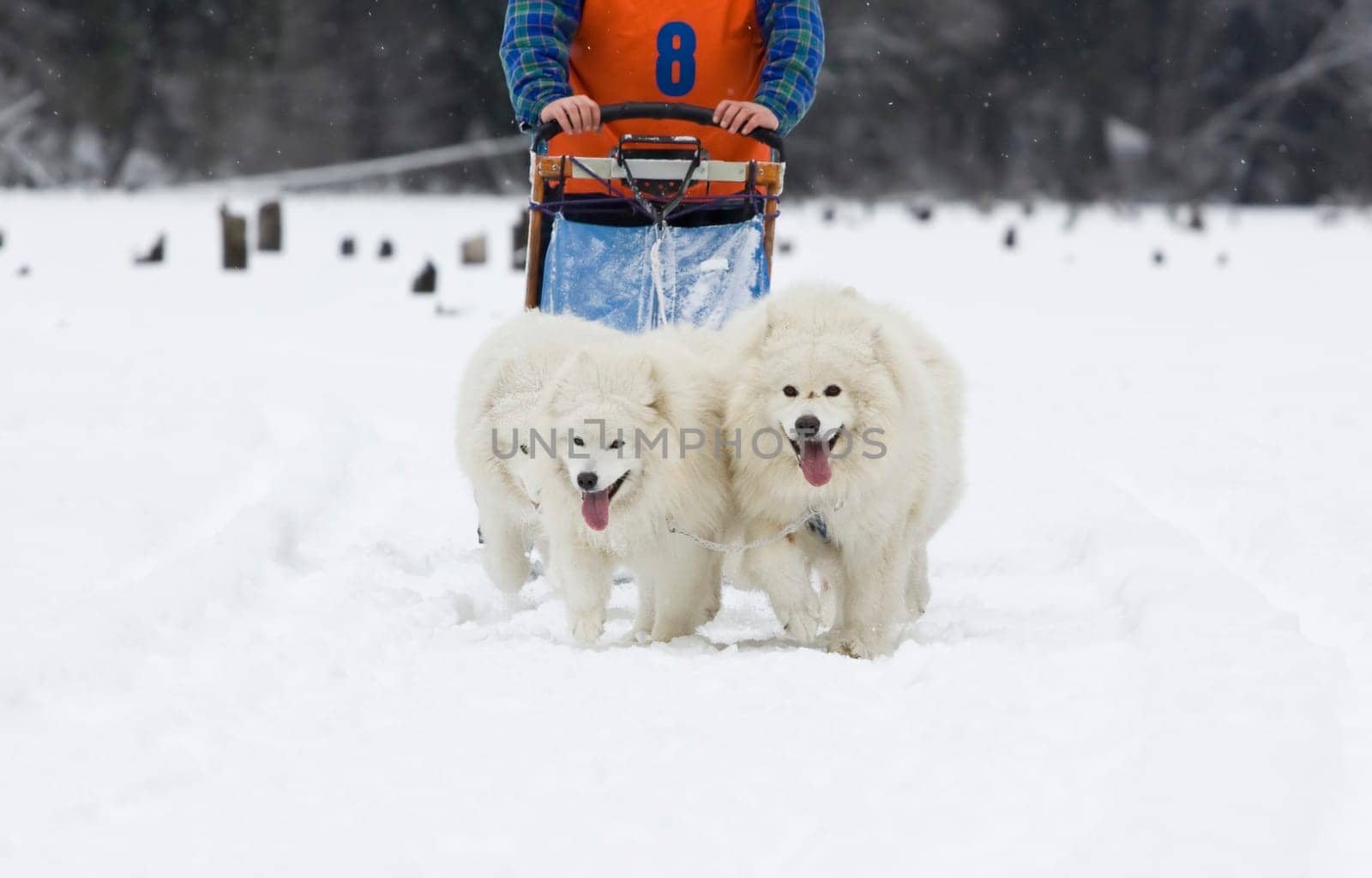 Two Samoyed dogs - dog sledge
