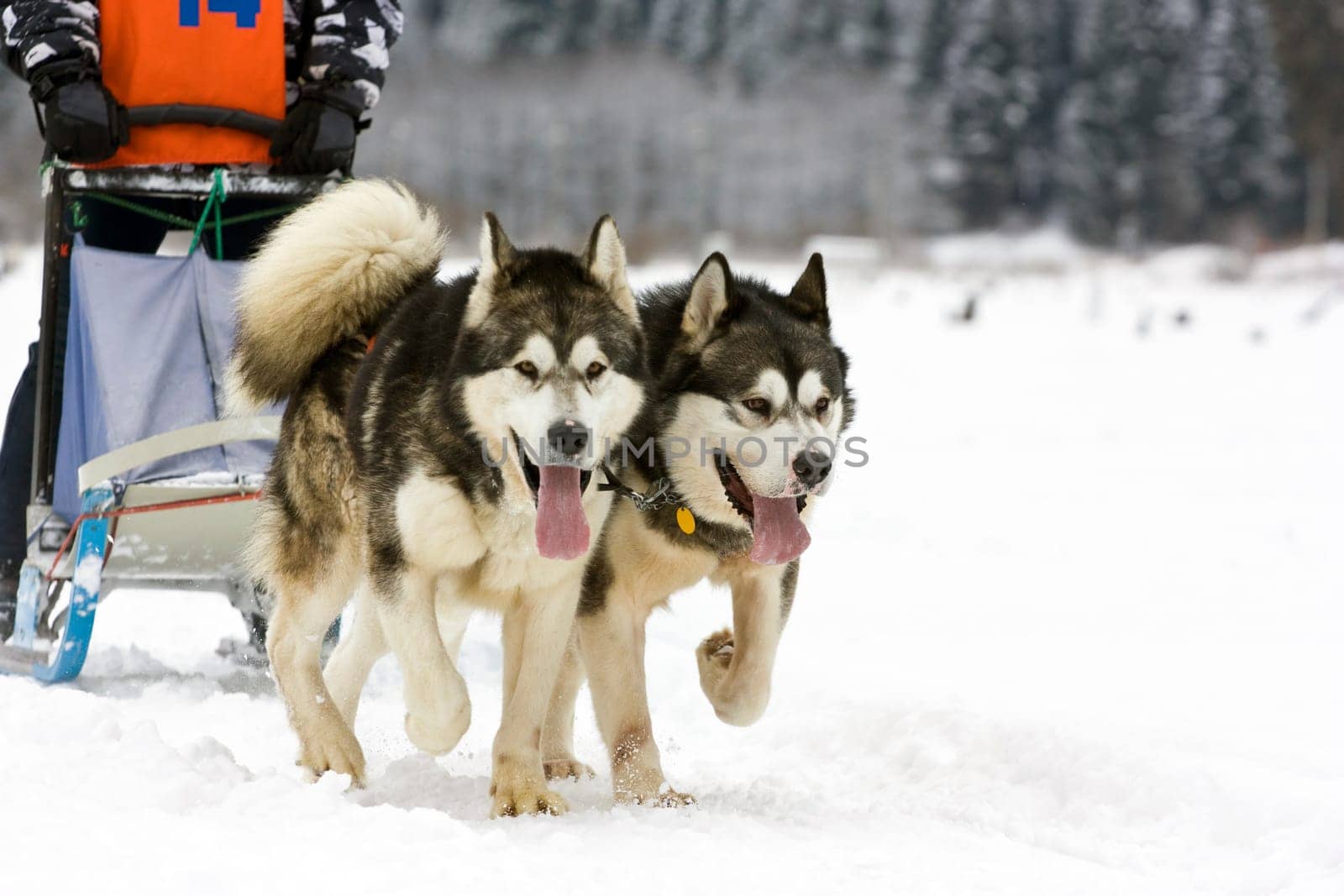 Sled dog race alaskan malamute