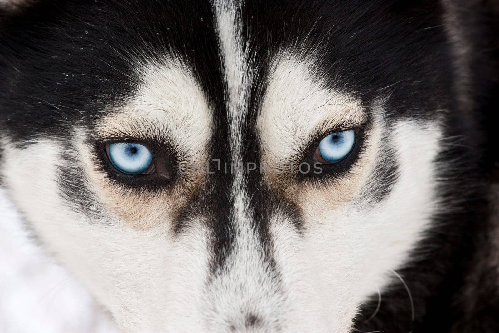 Portrait of a beautiful blue eyed siberian Husky dog