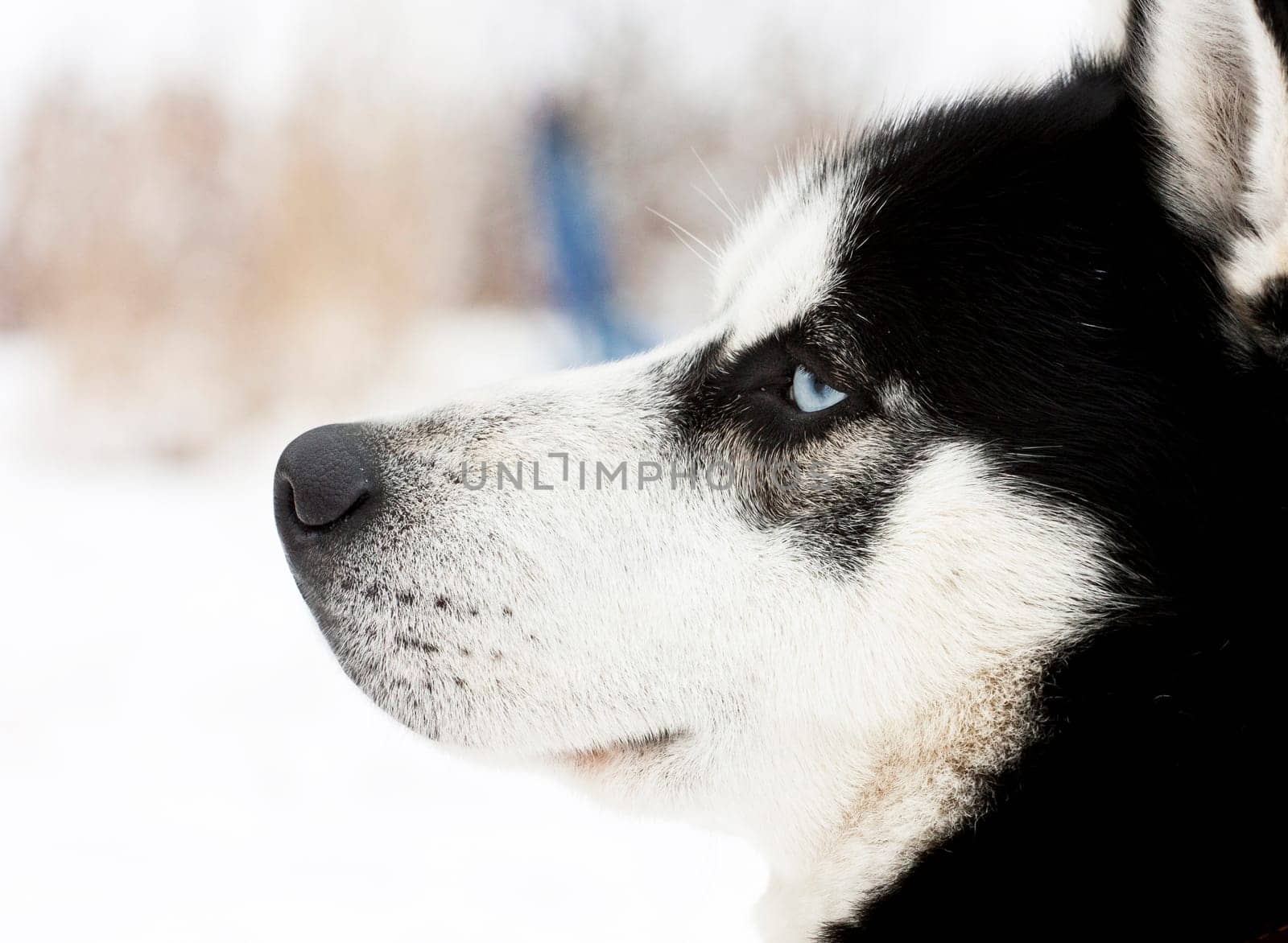 Portrait of a beautiful blue eyed siberian Husky dog