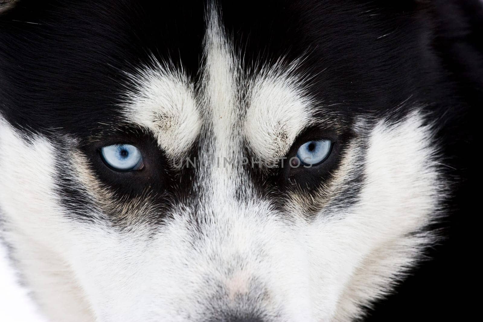 Close up on blue eyes of a siberian husky dog
