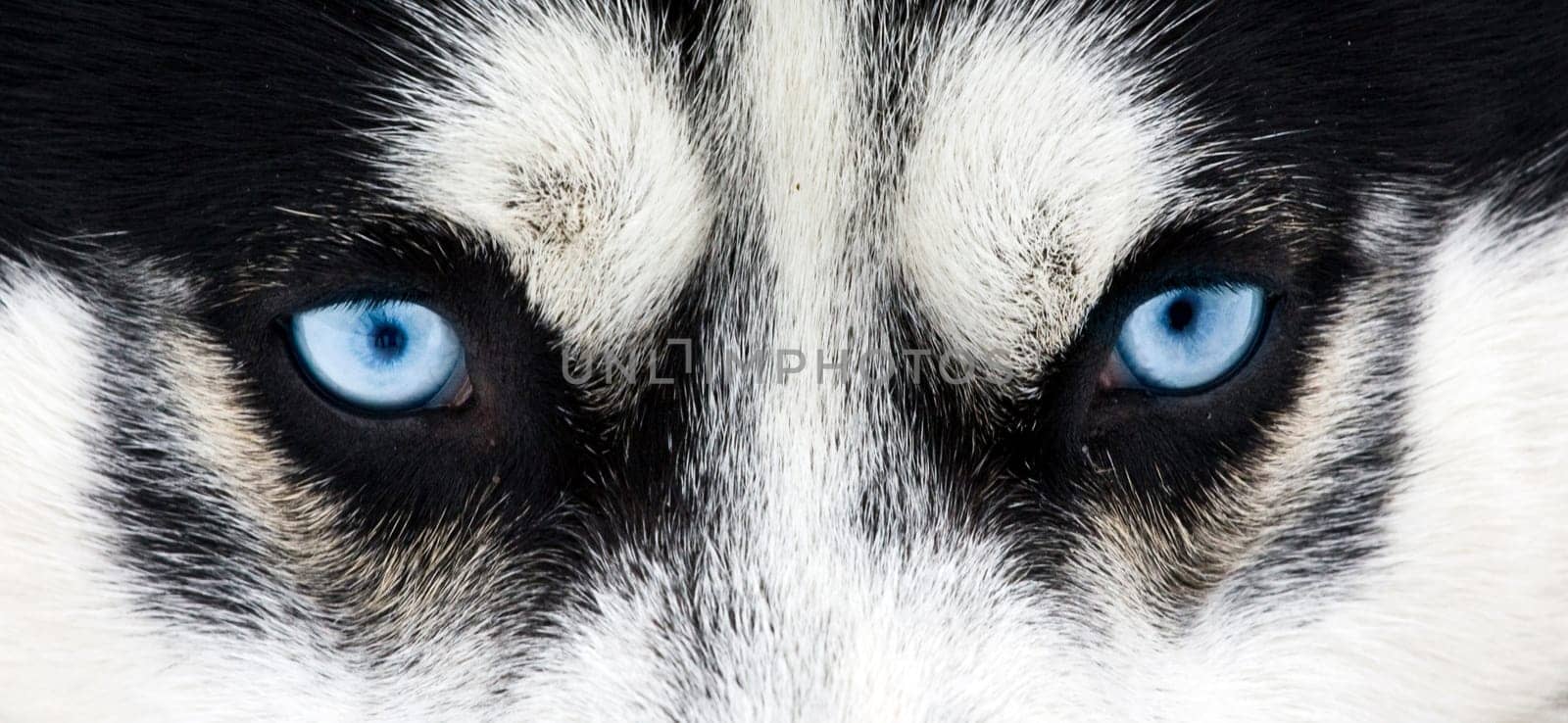 Close up on blue eyes of a siberian husky dog