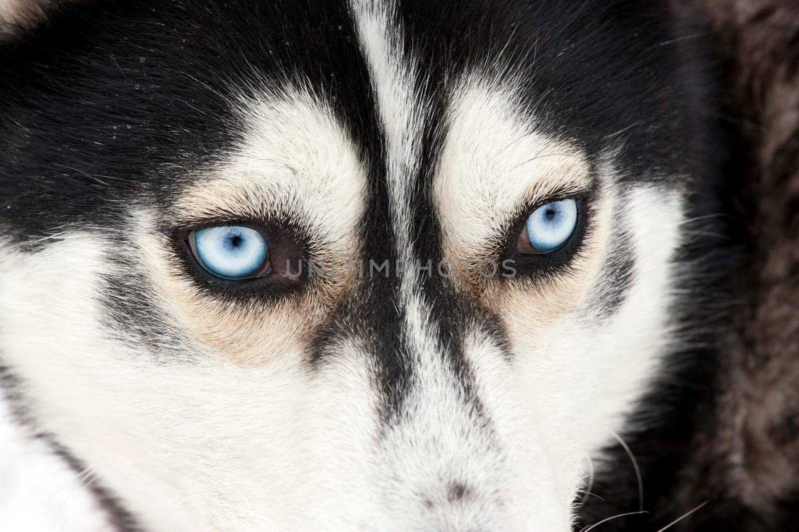 Portrait of a beautiful blue eyed siberian Husky dog