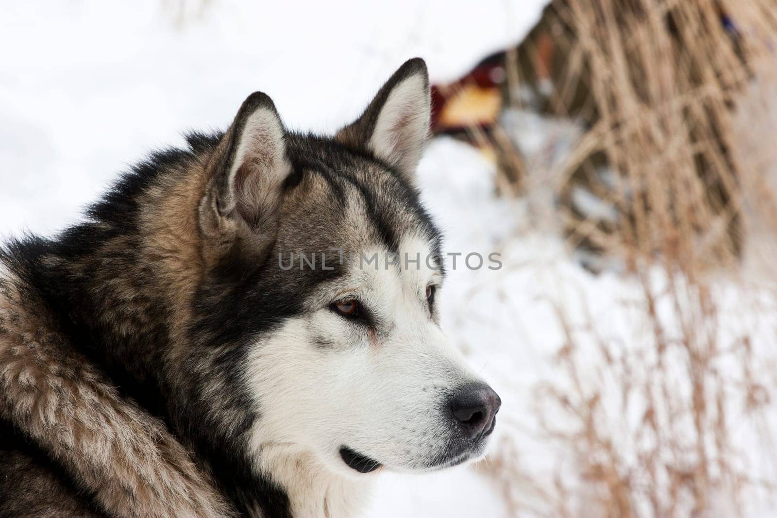 Portrait of Alaskan Malamute dog