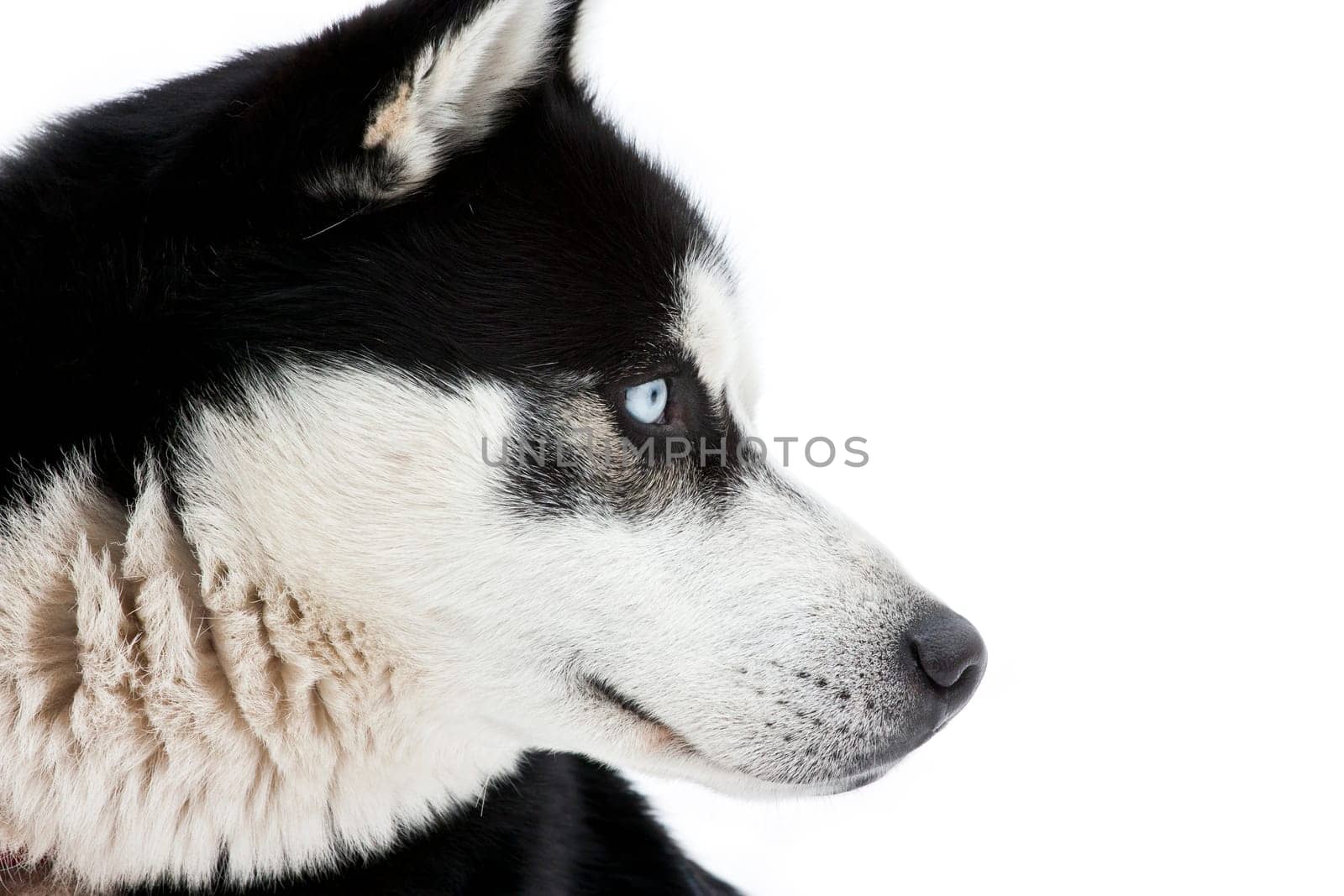 Portrait of a beautiful blue eyed siberian Husky dog