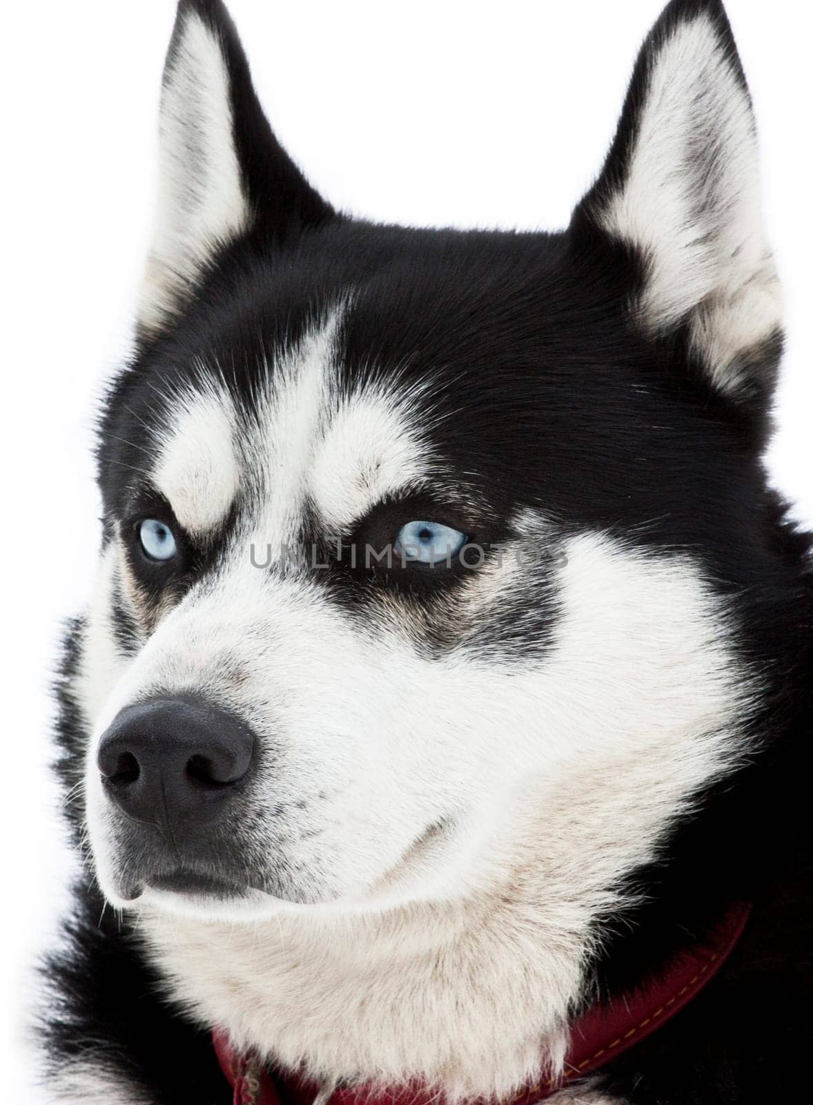 Portrait of a beautiful blue eyed siberian Husky dog