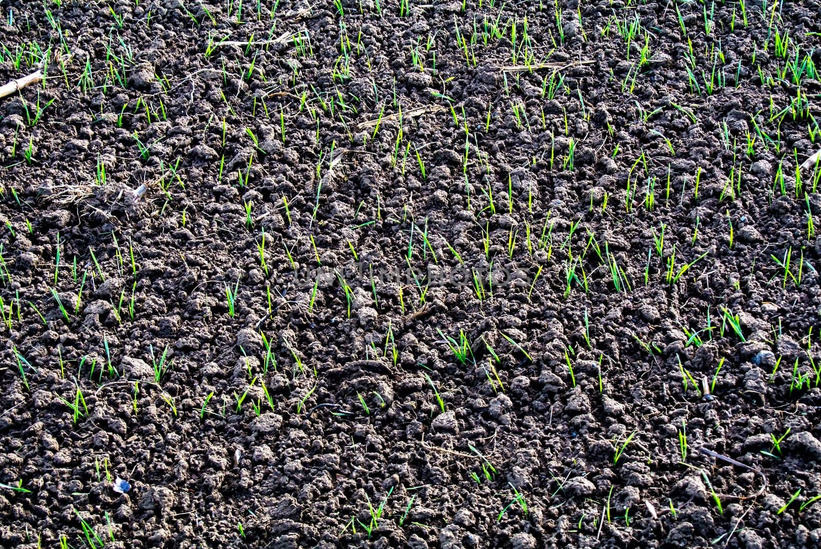 Winter wheat
