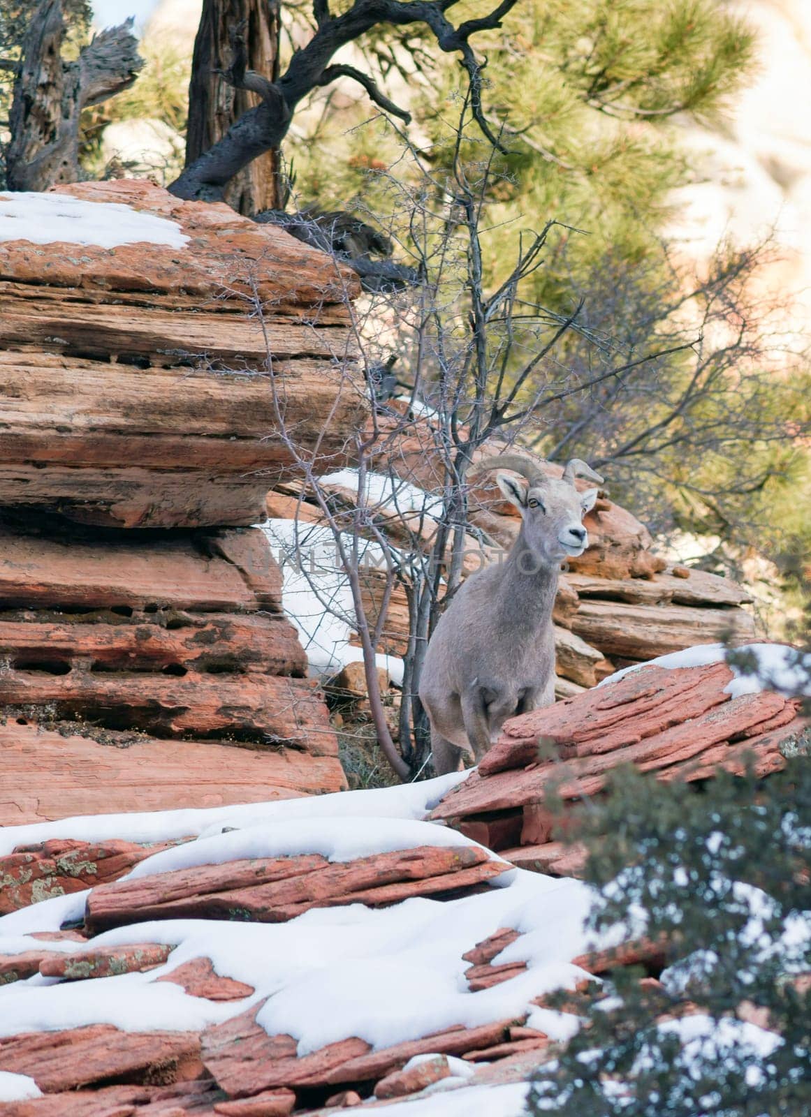 Wild Animal Alpine Mountain Goat Sentry Protecting Band Flank Forest