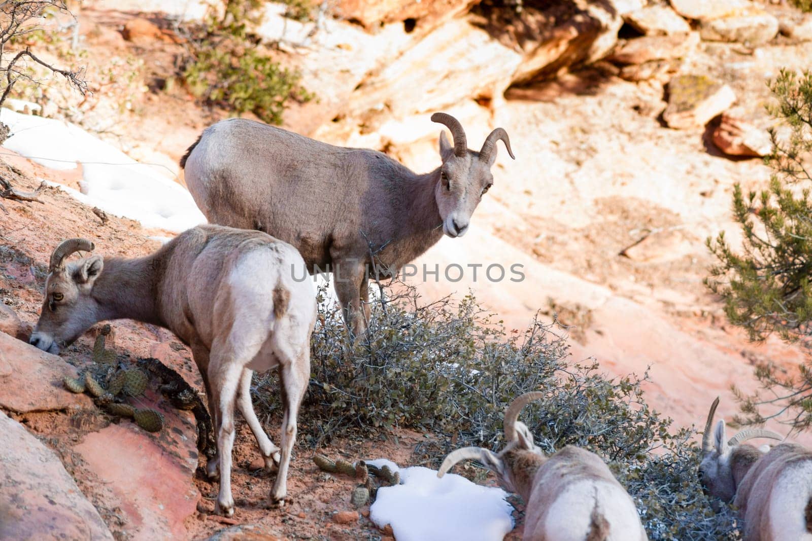 A band of mountain goats forage for food around the mountainside