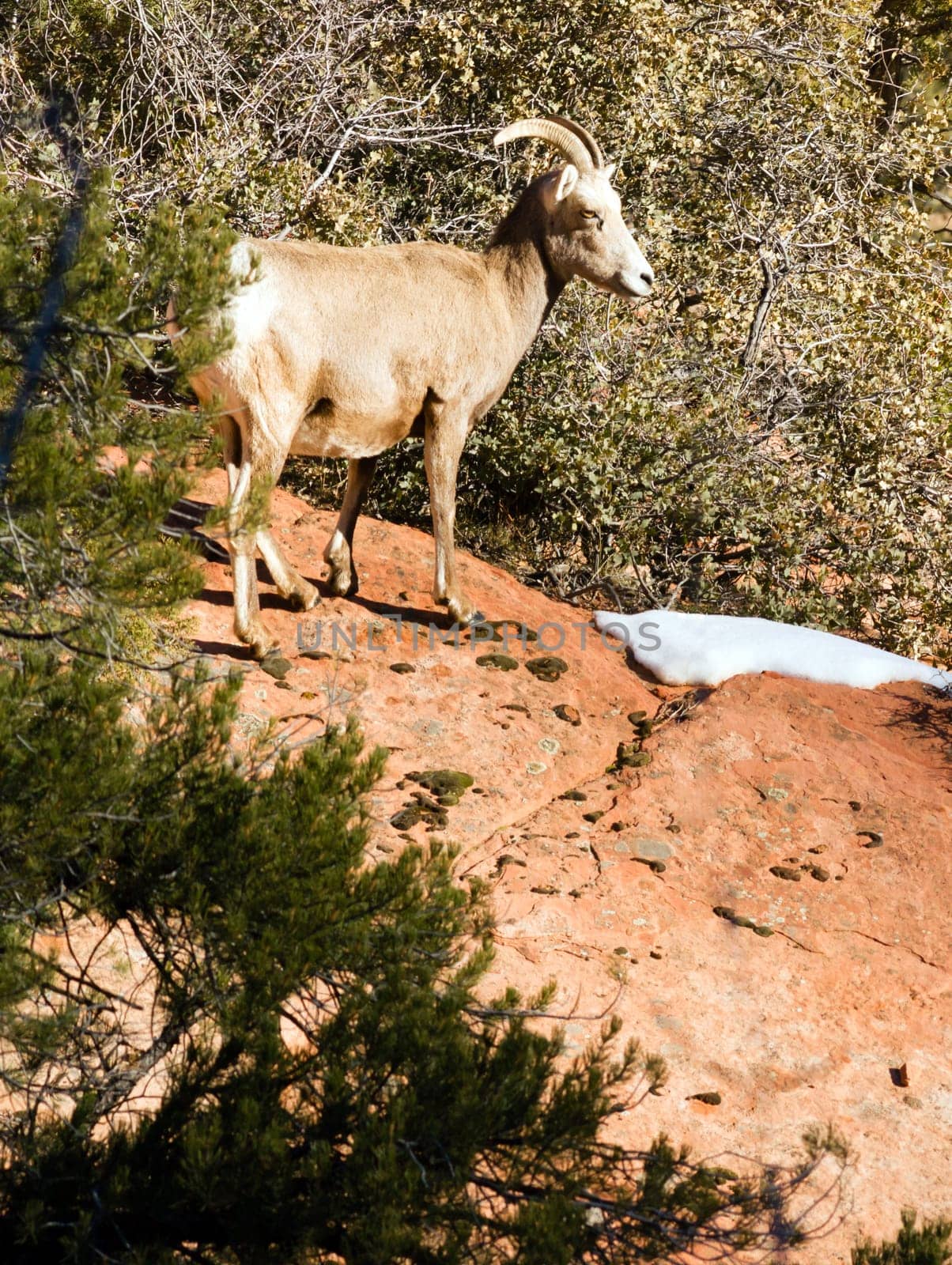 Wild Animal Alpine Mountain Goat Sentry Protecting Band Flank Forest