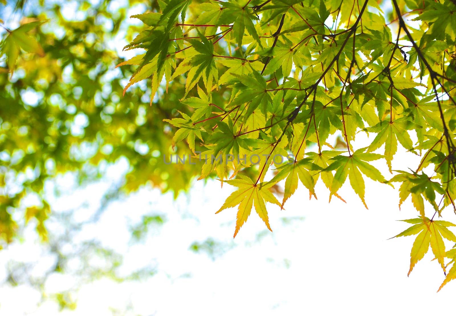Autumn maple leaves