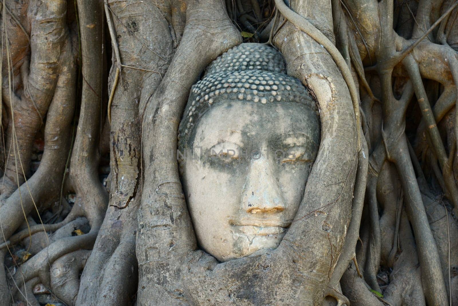 Buddha Head Surrounded by Roots in Ayutthaya