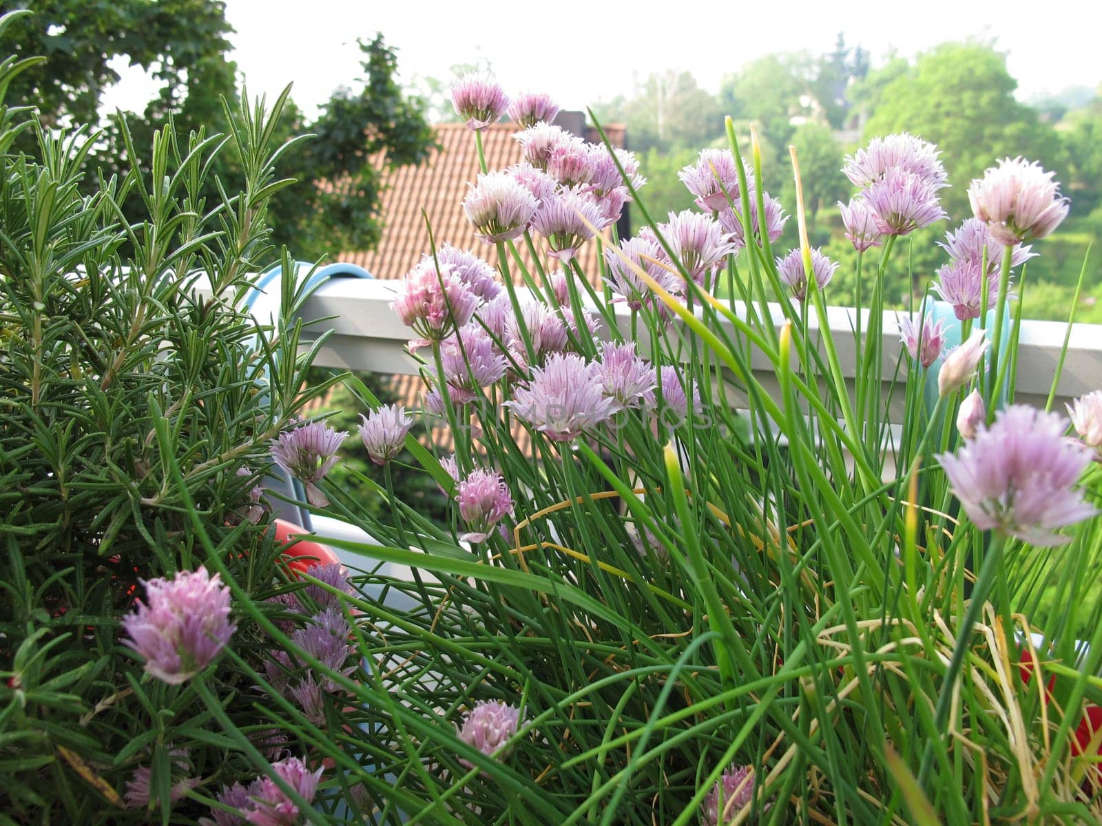 Blooming chives and rosemary on the balcony